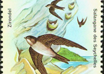 Sulawesi swiftlet