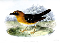 Sulawesi Thrush