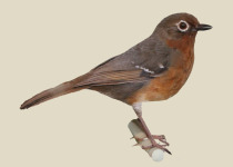 Sulawesi Thrush