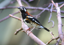 Sulawesi Thrush