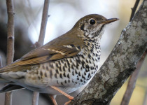 Sulawesi Thrush
