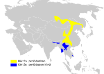 Sulphur-bellied Bush Warbler