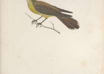 Sulphur-bellied Flycatcher