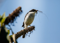 Sulphur-bellied Flycatcher