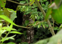 Sulphur-bellied Flycatcher