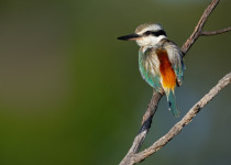 Sulphur-bellied Kingfisher