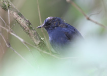 Sulphur-bellied Redstart