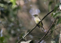 Sulphur-bellied Tyrant-Manakin