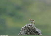 Sulphur-bellied Warbler