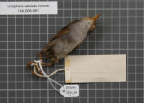 Sulphur-bellied Warbler