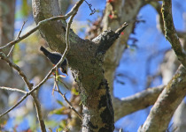 Sulphur-billed Nuthatch