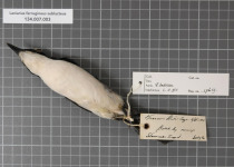 Sulphur-breasted Bushshrike