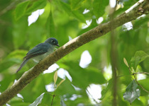 Sulphur-breasted Flycatcher