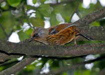 Sulphur-breasted Parrotbill
