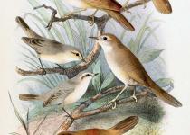 Sulphur-breasted Warbler