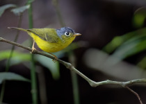Sulphur-breasted Warbler