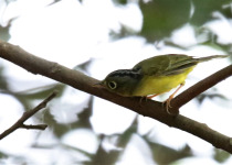 Sulphur-breasted Warbler