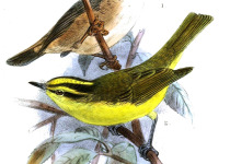 Sulphur-breasted Warbler