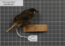 Sulphur-breasted Warbler