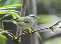 Sulphur-breasted Warbler