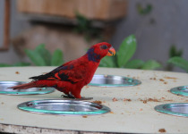 Sulphur-crested Cockatoo