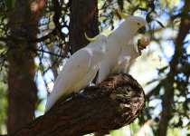 Sulphur-crested Cockatoo