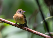 Sulphur-rumped Flycatcher