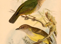 Sulphur-vented Whistler