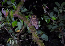 Sulu Scops Owl