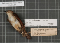 Sulu Streaked Flycatcher