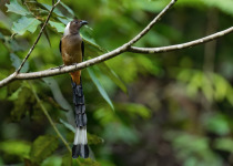 Sumatran Treepie