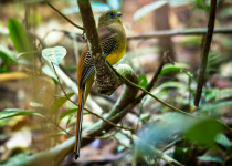 Sumatran Trogon