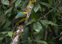 Sumatran Trogon