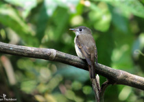 Sumba Brown Flycatcher