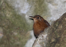 Sumichrast's Wren