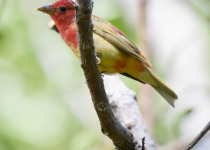 Summer Tanager