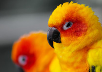 Sun Parakeet