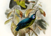 Sunbird Asity
