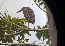 Sunbittern