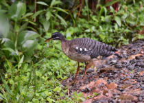 Sunbittern