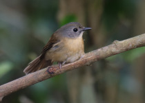 Sunda Blue Flycatcher