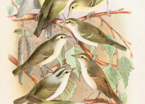 Sunda Bush Warbler