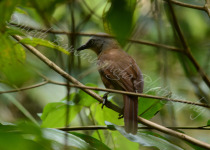 Sunda Bush Warbler