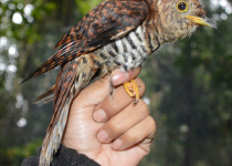 Sunda Cuckoo