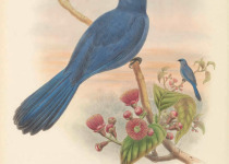 Sunda Cuckooshrike