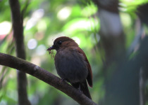 Sunda Fulvetta