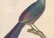 Sunda Ground Cuckoo