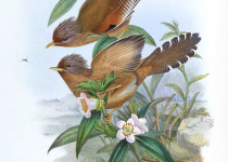 Sunda Laughingthrush