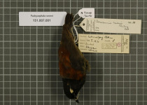 Sunda Laughingthrush