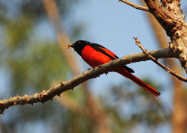 Sunda Minivet